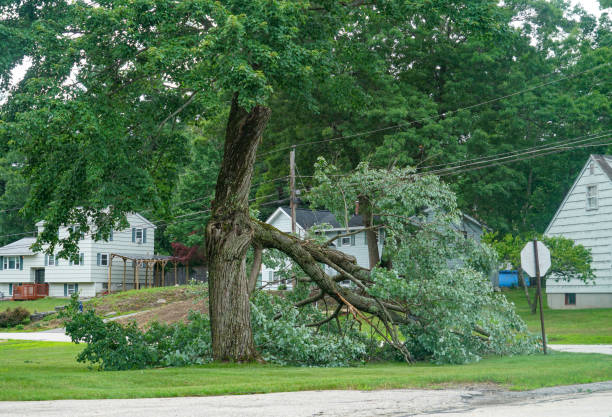 Best Stump Grinding Near Me  in Canby, MN